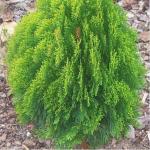 Sanjay Garden Plant Mor Pankh Live Plant With Pot 4 inch Pot