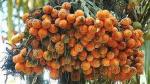 Cloud Farm Hybrid Arecanut Plan Muttupalayam Betel Nut Plant - 200 mm CF_O224