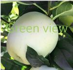 Green view Rare White Apple Live Plant Hybrid Grafted Original 