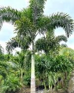 Corofitam Foxtail Palm PlantPam PlantGAZANIA PLANT4567