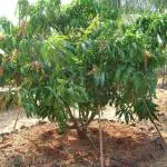 GREEN LINE Mango Plant Grafted Height 2-3 Feet) Hybrid Mango Plant Fruit After 2-3 Years Live Frout Plant For Home Garden Grafted Mango Tree