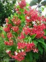 GLOBALPLANTS MADHUMALATI FLOWER PLANT UJ