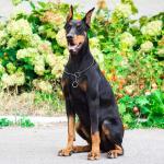 Pets Empire Dog Metal P Choke Chain Collars Pet Show Slip, Medium