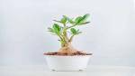 Platone Adenium Plant BBN7- Adenium plant