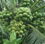 Heaven Of Saplings Coconut Plant (Pack of 1)