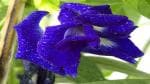 Platone Aparajita/ Butterfly Pea Plant Double Flower Aparajita plant