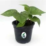 Rimi Garden Betel Leaf Plant (maghai paan) With Pot