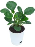 BAGICHO Paperomia Green Plant Live Plant With Self Watering Pot, Indoor and Outdoor Plant, Plant Hight:12cm Pot Size:4inch