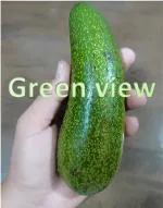 Green view Cocktail Avocado Seedless Live Plant Variety Plant Best Seedles variety Early fruit 1 Healthy Live Plant IN GROW BAG