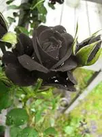 Cloud Farm Hybrid and Grafted Black Rose Plant - 200 mm CF41