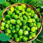 JIGNISHA SEEDS Desi Spiny Gourd Kantola Momordica Dioica Seeds Pack Of 20