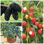 NooElec Seeds India 30 Seeds All Seasons Dwarf Fruit Seeds Trial Pack Combo Mulberry, Blueberry, Strawberry -10 Seeds Each