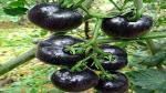 PLATONE Giant Black Tomato Seeds(Pack Of500 x seeds)