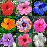 Cloud Farm Hybrid Hibiscus Plant- 200 mm CF374