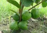 Cloud Farm Hybrid Allahabad Safeda Guava Plant - 200 mm CF1001341