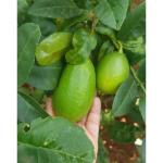 Cloud Farm Pack Of 2 Original Gandharaj Lemon (All Time) Nimboo Healthy Plant (Air Layered/Guti Kolom) Very Big Size 