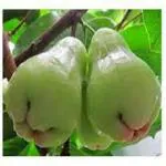 GLOBALPLANTS GREEN WATER VAPPLE / AIRLEAR GREEN WAX APPLE PLANT