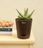 UGAOO Aloe Blizzard Succulent Live Plant with Pot