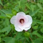 Cloud Farm Hybrid White Hibiscus Plant - 200 mm CF2030