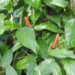 Hug A Plant Thippali / Pippalli / Long pepper (Piper longum) Ornamental/Medicinal Live Plant (Home & Garden)