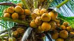 Online Plant Bazar Yellow Coconut Tree Dwarf Yellow Variety Live Plant -01A