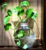 Round Glass Vase | For Money Plant | Lucky Bamboo Plant | Elegant Ball Shaped Vase | Flower Pot 20X16 Cm Clear