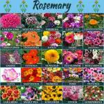 Rosemary Organic 25 Variety Of Flowers Seed 1500 Per Packet