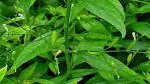 PLATONE Andrographis Paniculata Green Chirayta Sapling Plant, it is a plant not a seed(Pack Of1)