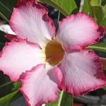 Cloud Farm Air Layered Adenium Plant Healthy Plant [CF415]