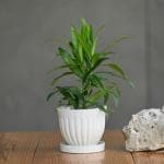 Plantlane Ceramic Small Gamla Pot With Tray/Planter/Table Top Pot/Mini Ceramic Pot