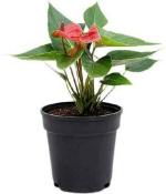 PARYAVARAAN Anthurium plant Live Indoor Air Purifier Anthorium Plant with Pot For Home Gardening