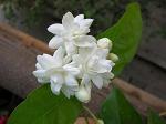 Platone Jasmine PlantJui PlantANCHJAS@13