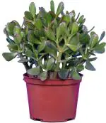 Online Plant Bazar Green Crassula Ovata Good Luck Jade Live Plant-Z8