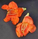 Green India Tecomella Undulata, Rohida, Desert Teak, Marwar Teak - Timber Tree Seeds_1000 gm