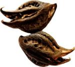 Tamransh Sae Fashions Bat Root Head Seed, 6 Seeds
