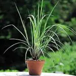 Sumit Greenery Lemongrass Medicinal Plant Live| Lemon Grass Herb Plants For Home Garden |Lemon Grass| Come With Pot Pack Of (1)