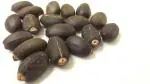 Green India Ratanjot (Jatropha Curcas) Seed_500 gm