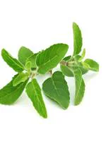 Odiplantz Holy basil Live Plant