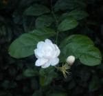 Cloud Farm Arabian Jasmine Double Petal Healthy Flower Plant CF[3939269]