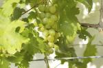 Cloud Farm Air Layered Grapes Angoor Healthy Plant [CF557]