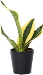 Zomoloco Snake Plantsap PlantSansevieria Dwarf snake live plant with pot (pack of 1)