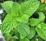 NooElec Seeds India Fresh Pudina Mint Herb Plant Seed Organic F1 Hybrid Seed Best For Home Gardening Planting (Pack Of 40 Seeds)