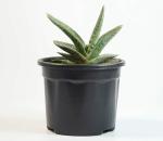 India Gardening Gasteria Succulent Live Plant Gasteria spp. Cow-tongue 3 Inch Pot