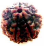 Feeltouchmart Brown Wood 7 Mukhi Superfine Nepal Rudraksha Beads Hgj00-1001-2329