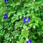 Four Kapebonavista aparajita 4 month old plant, asian pigeonwings, blue pea, (clitoria ternatea)