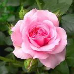 Online Plant Bazar Pink Rose Flower Live Plant
