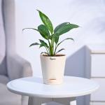 Ugaoo Spathiphyllum Sensation (Peace Lily) With Self Watering Pot - Small