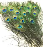 Village Kraft Real Natural Peacock Feather Original Tails Décor for Wedding/Parties/Christmas/Good Luck/puja/Worship/Ornament/Art & Craft/Home Decorations-Multicolor, 25 Inches-Pack of 10