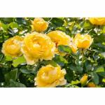 Cloud Farm Rare Grafted English Rose Plant