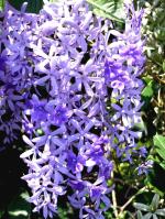 Plantzoin Purple wreath Nilmani lata Petrea volubilis Nilmanilata Live Plant